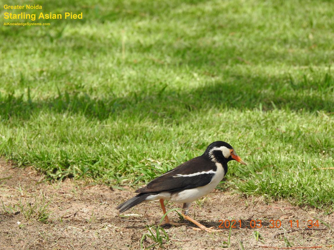 Starling Asian Pied (13) Coming Soon